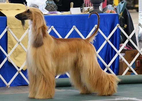 Afghan Hound Breed Standards: Modern Expectations & Guidelines