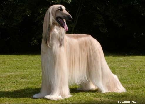 Afghan Hound Physical Traits: A Complete Guide
