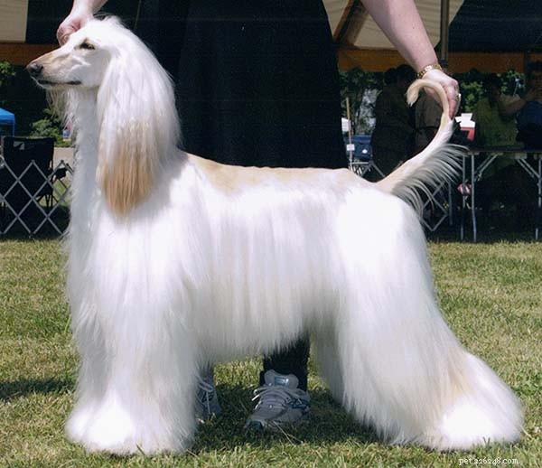 The Afghan Hound: Modern Standards, Timeless Elegance