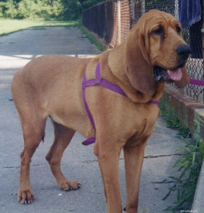 The Evolution of Scent Hounds: From Wild Wolves to Modern Breeds