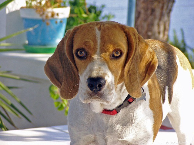 Explore the World of Hound Dog Breeds: A Comprehensive Guide
