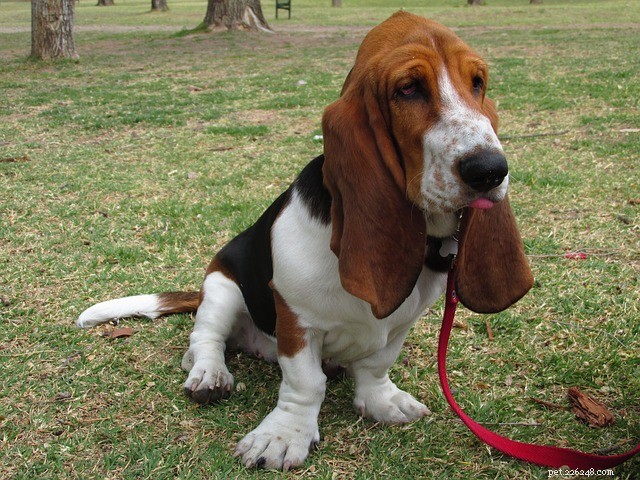 Tracing the Evolution of Hound Dog Breeds: A Comprehensive Overview