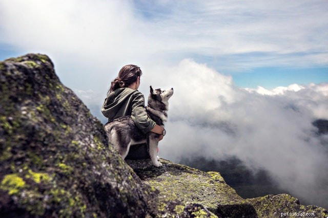 Exploring Dog Breeds: A Comprehensive Guide to Their History and Evolution