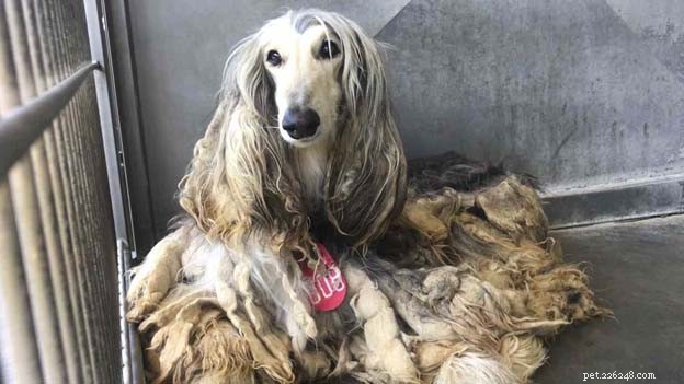 Afghan Hound Health Concerns: A Comprehensive Guide