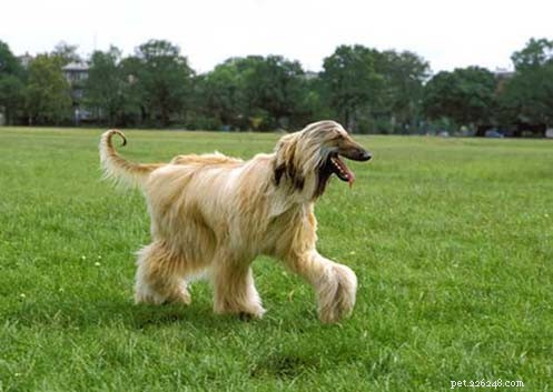 Expert Afghan Hound Training by Kaivalaya’s Ani-Mall