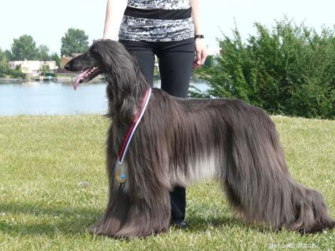 Cost Breakdown & Care Tips for Owning an Afghan Hound