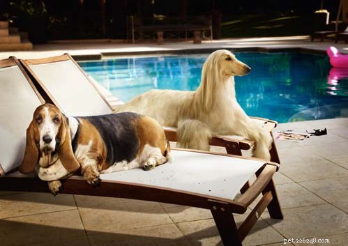 Optimal Living Conditions for Your Afghan Hound