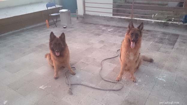 Common Structural Deformities in German Shepherds: What You Need to Know