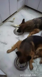 Optimal Diet and Exercise Schedule for German Shepherds: Morning, Evening, and Activity Guide
