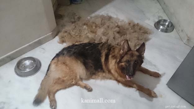 Managing Your German Shepherd’s Shedding Season: Expert Grooming Tips