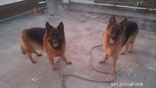 Mental Stimulation for German Shepherds: Boost Intelligence & Reduce Aggression