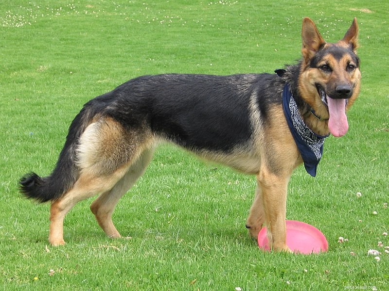 10 Essential Facts About German Shepherds Before You Adopt