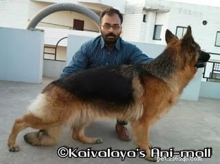 German Shepherd Bloating: Risks, Causes, and Prevention Strategies