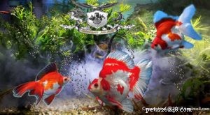 Goldfish Breeds: Discover 2 New Varieties – Part 4