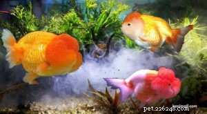 Discover Goldfish Varieties: Part 3 – 3 New Breeds & Care Guide