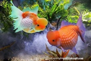 Discover Goldfish Varieties: Part 3 – 3 New Breeds & Care Guide