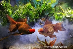 Discover Goldfish Varieties: Part 3 – 3 New Breeds & Care Guide
