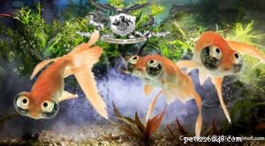 Discover Goldfish Varieties: Breeds, Care, and Feeding Guide (Part 2)