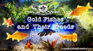 Goldfish & Their Breeds: A Comprehensive Guide to Freshwater Aquarium Fish