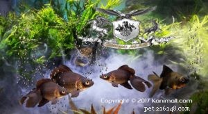 Goldfish & Their Breeds: A Comprehensive Guide to Freshwater Aquarium Fish