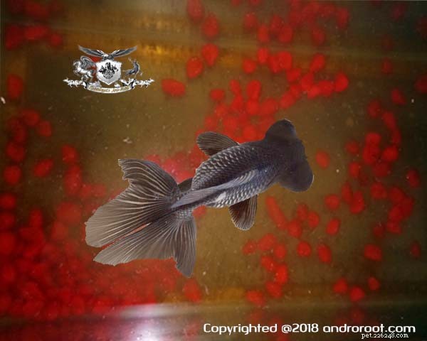 Butterfly Tail Goldfish – The Elegant Star of Fancy Goldfish Breeds