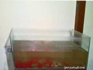 Meet the Super Red Dragon Flowerhorn – Premium Show‑Quality Fish at Kaivalaya’s Ani‑Mall