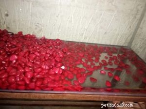 Meet the Super Red Dragon Flowerhorn – Premium Show‑Quality Fish at Kaivalaya’s Ani‑Mall
