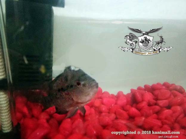 Meet the Super Red Dragon Flowerhorn – Premium Show‑Quality Fish at Kaivalaya’s Ani‑Mall