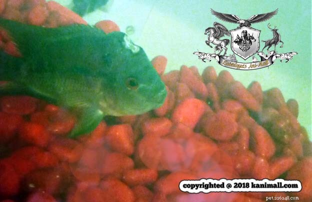 Meet the Super Red Dragon Flowerhorn – Premium Show‑Quality Fish at Kaivalaya’s Ani‑Mall