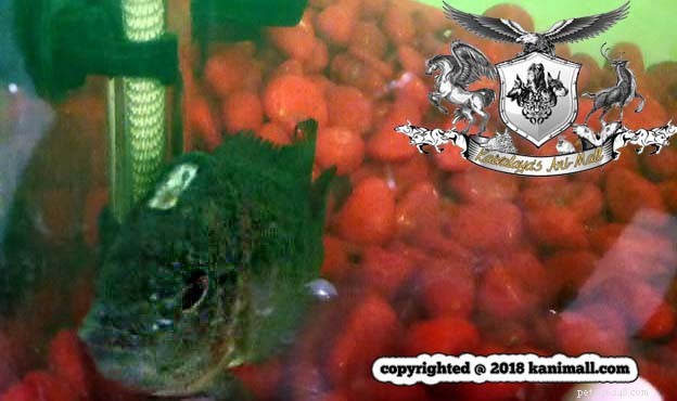 Meet the Super Red Dragon Flowerhorn – Premium Show‑Quality Fish at Kaivalaya’s Ani‑Mall