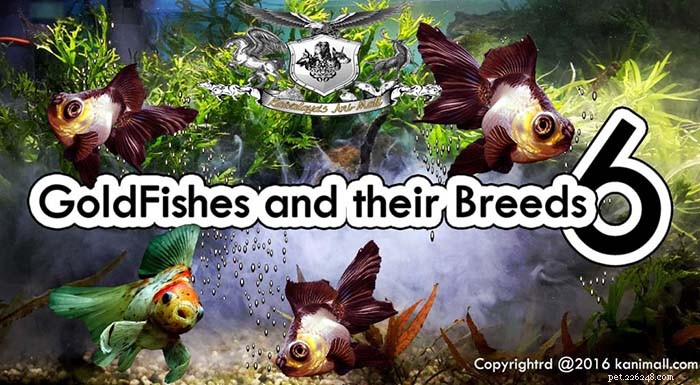 Goldfish Breeds Series 6: Discover the Panda Moor and Veil‑Tail Varieties