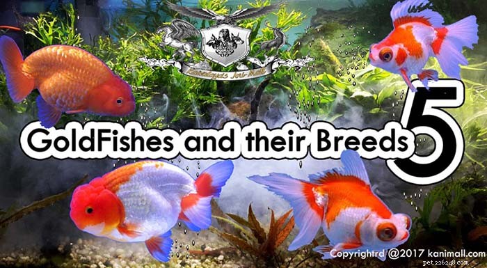 Discover Telescope & Ranchu Goldfish: Traits, Care, and Stunning Varieties