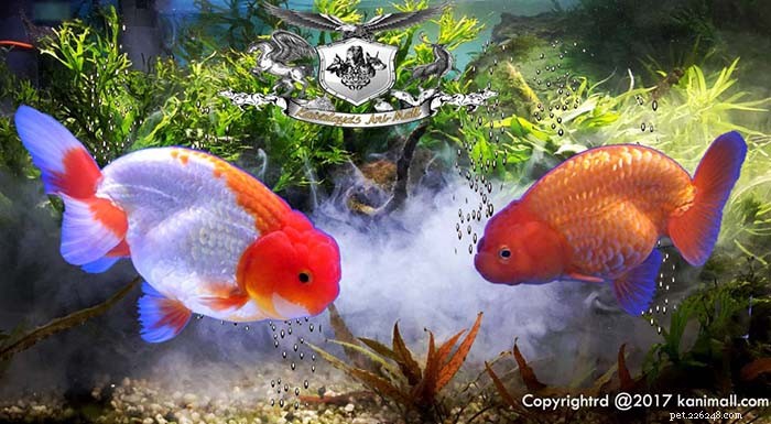 Discover Telescope & Ranchu Goldfish: Traits, Care, and Stunning Varieties