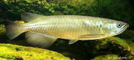 Southern Saratoga – The Rare South Australian Arowana