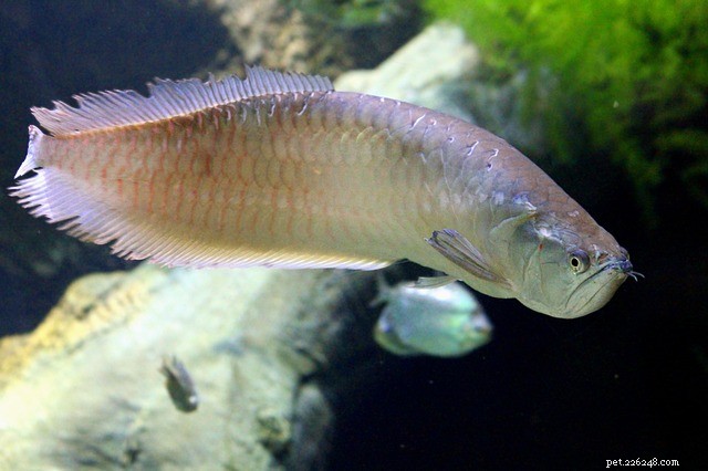 108 Essential Arowana Facts Every Enthusiast Should Know