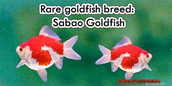 Sabao Goldfish: A Rare and Controversial Ornamental Species