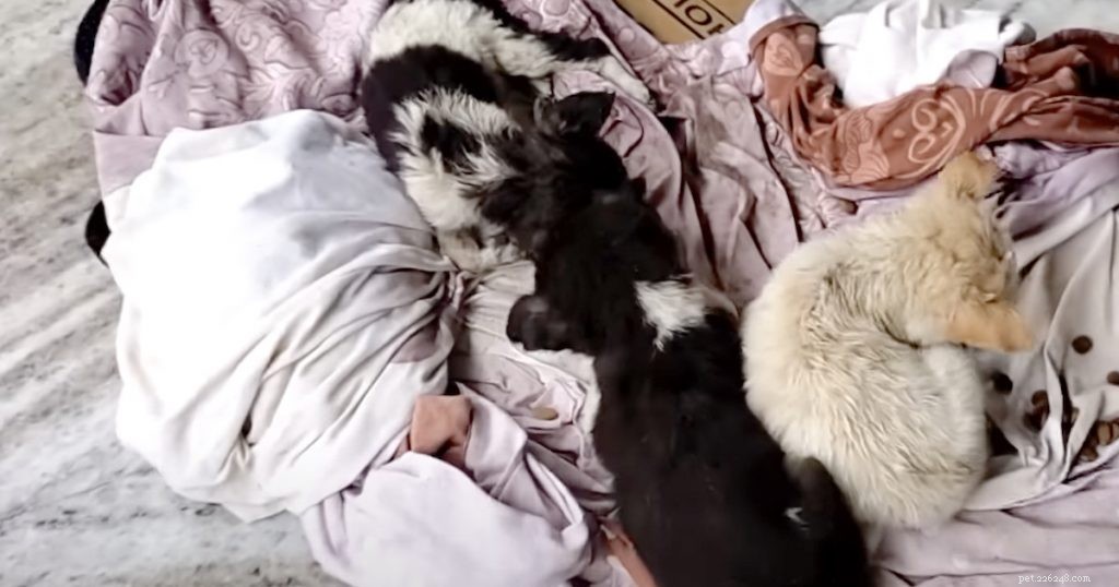 Urgent Rescue: A Cold, Wet Puppy Saved by Animal Aid Unlimited