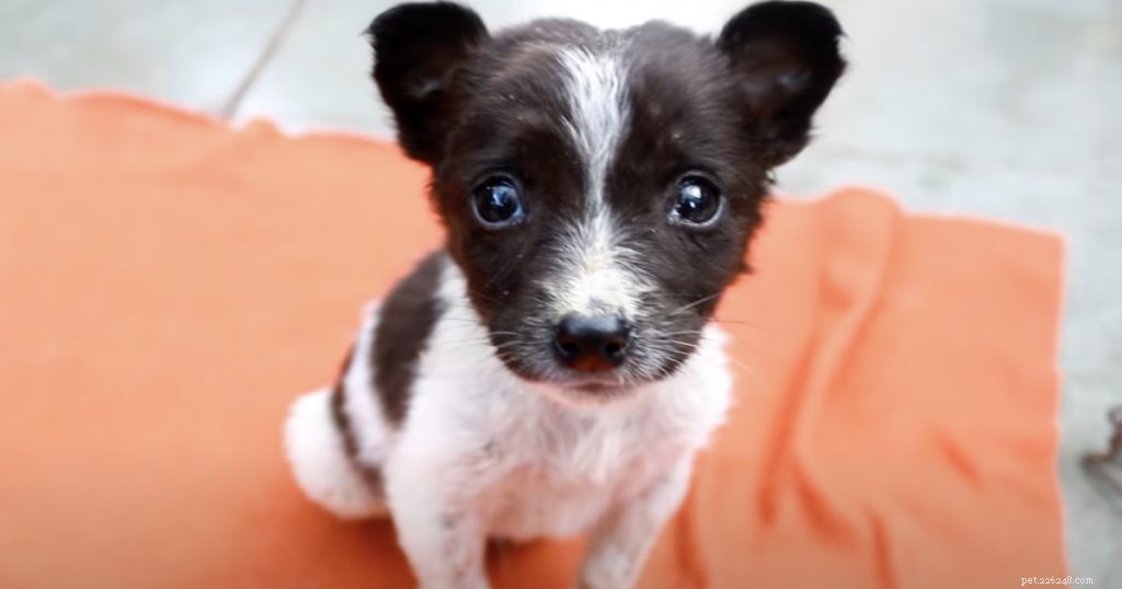 Urgent Rescue: A Cold, Wet Puppy Saved by Animal Aid Unlimited