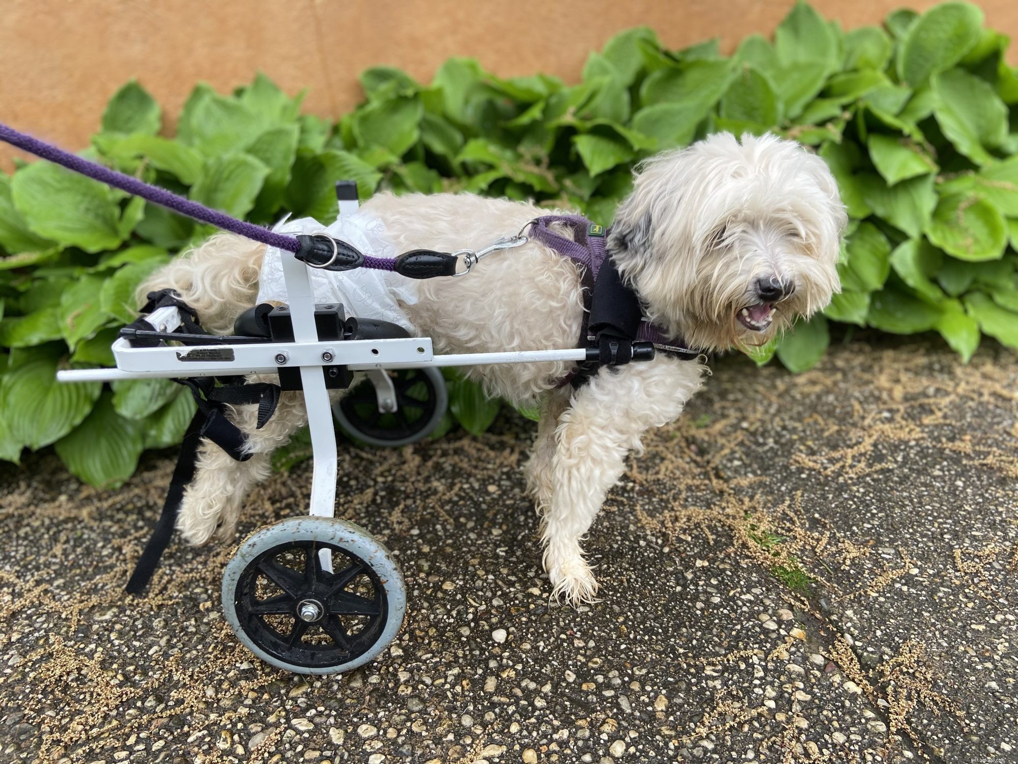 Penelope, a Paralyzed Pup, Seeks a Loving Forever Family