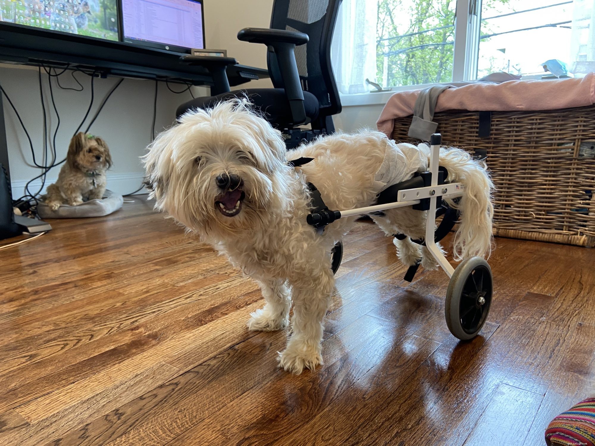 Penelope, a Paralyzed Pup, Seeks a Loving Forever Family