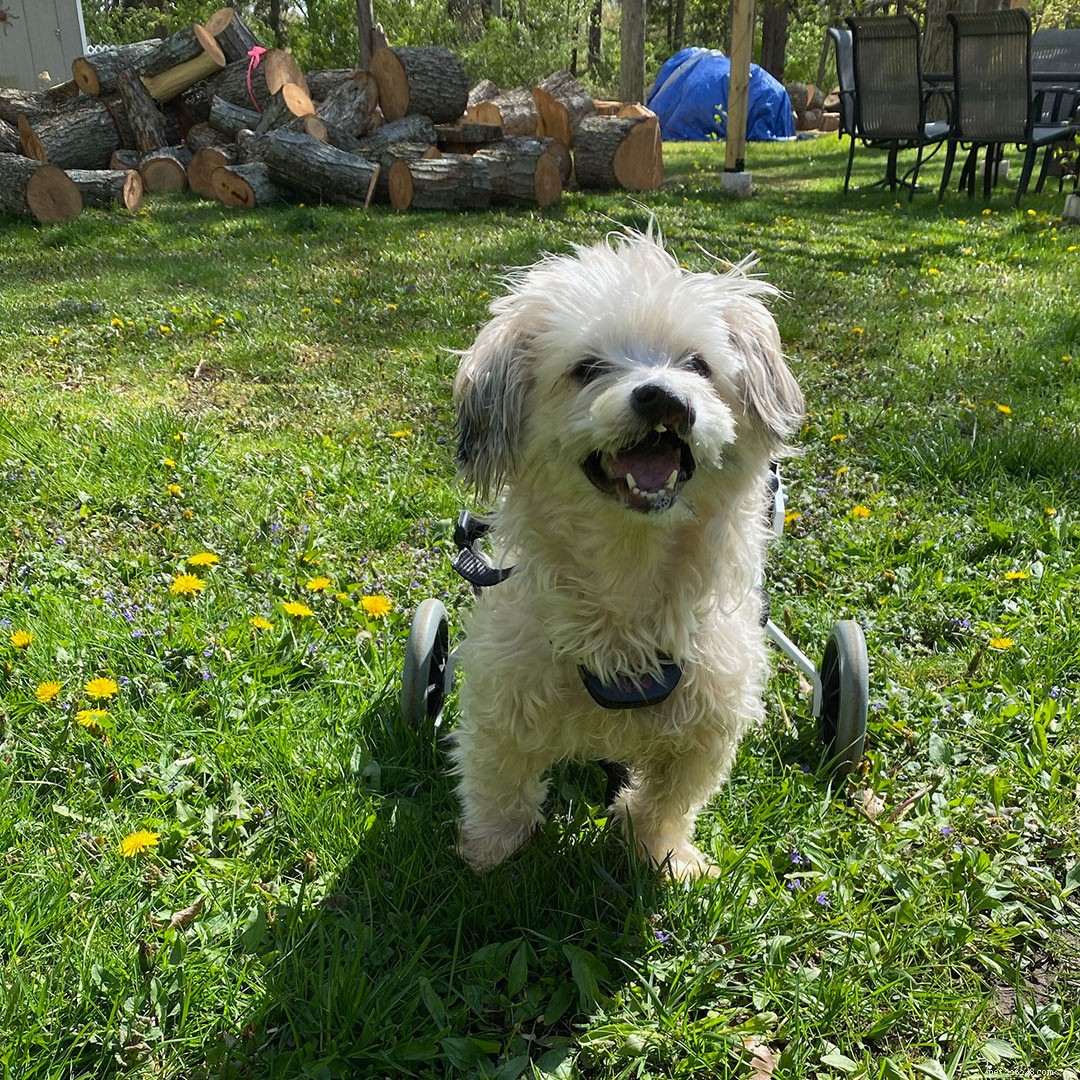 Penelope, a Paralyzed Pup, Seeks a Loving Forever Family