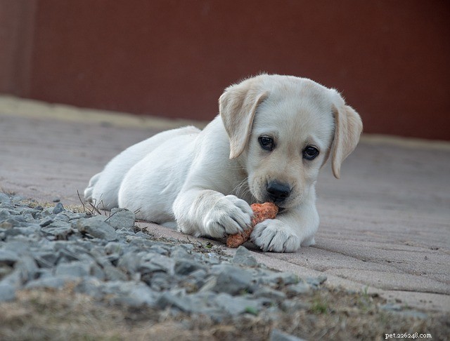 Effective Natural Laxatives for Dogs: 5 Proven Remedies for Constipation