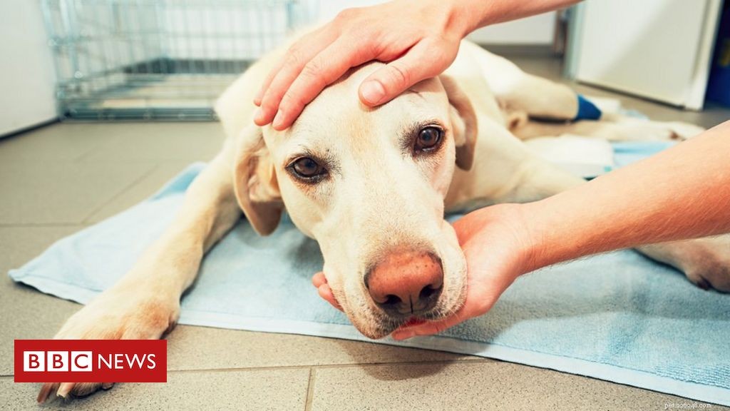 Do Chinese Really Eat Dog Meat? Understanding the Cultural Practice