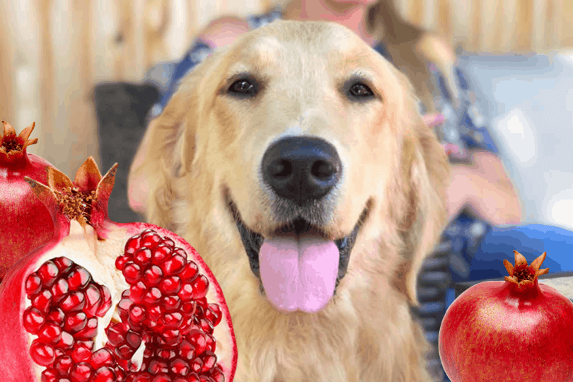 Top Foods to Avoid Giving Your Dog: Protect Your Pet from Toxic Foods