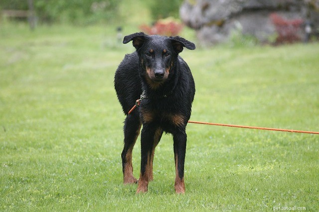 Beauceron: Loyal, Protective, and Safe—What You Need to Know