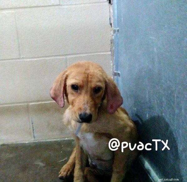 Heartwarming Rescue: Stray Puppies Find Comfort Together in Texas Shelter