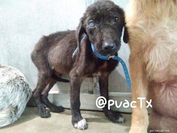 Heartwarming Rescue: Stray Puppies Find Comfort Together in Texas Shelter