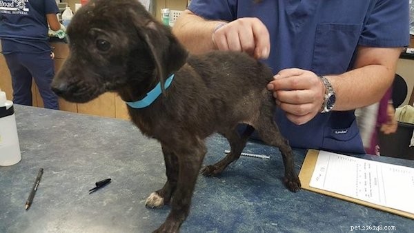 Heartwarming Rescue: Stray Puppies Find Comfort Together in Texas Shelter