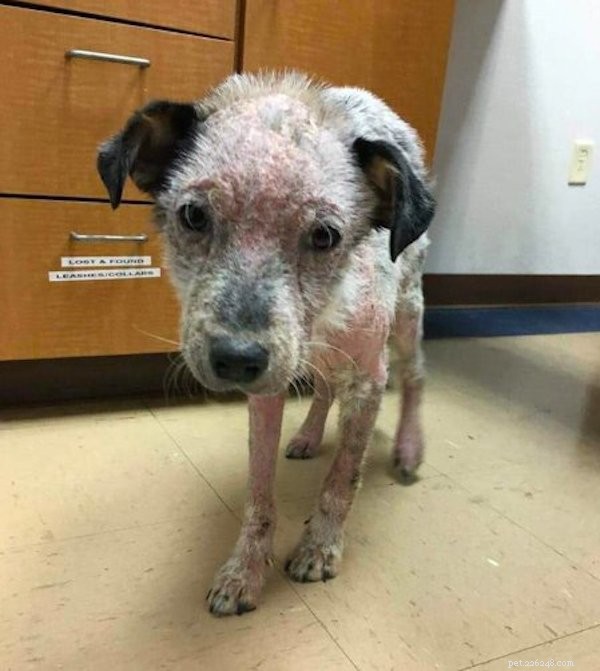 Heartwarming Rescue: Stray Puppies Find Comfort Together in Texas Shelter