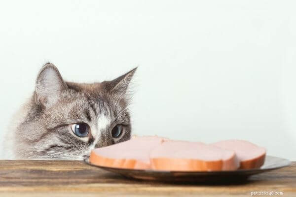 The Ultimate Guide to Your Cat s Ideal Diet: Protein, Portions, and Healthy Feeding